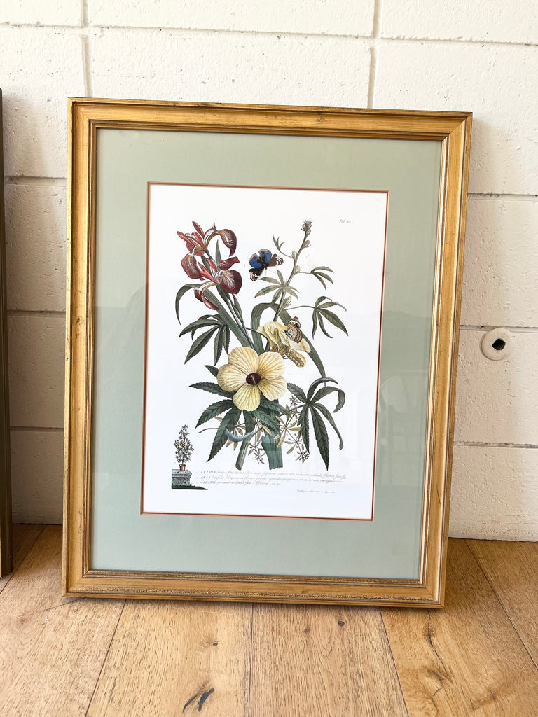 Botanical “Flowers and Butterflies” 18th Century Print Set