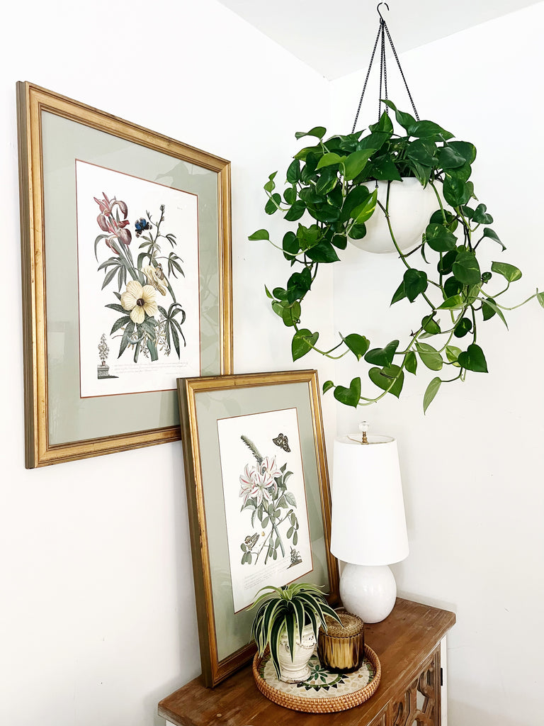 Botanical “Flowers and Butterflies” 18th Century Print Set