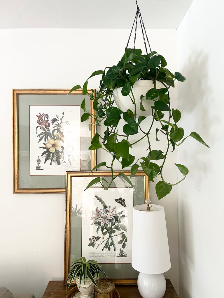 Botanical “Flowers and Butterflies” 18th Century Print Set