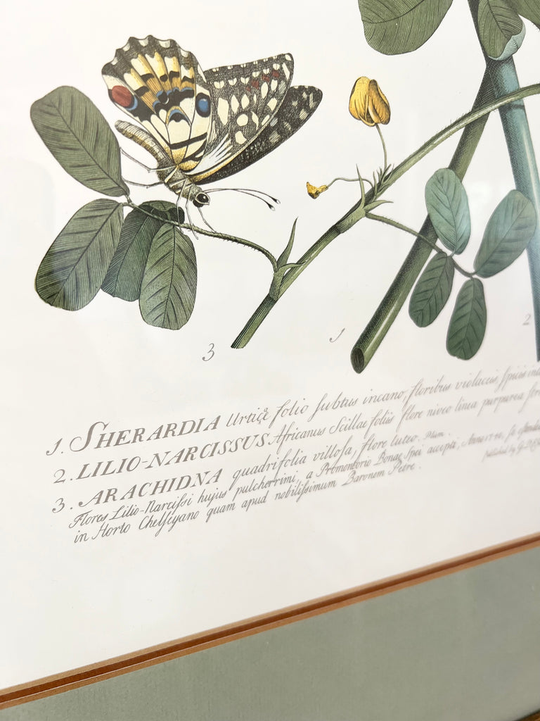 Botanical “Flowers and Butterflies” 18th Century Print Set