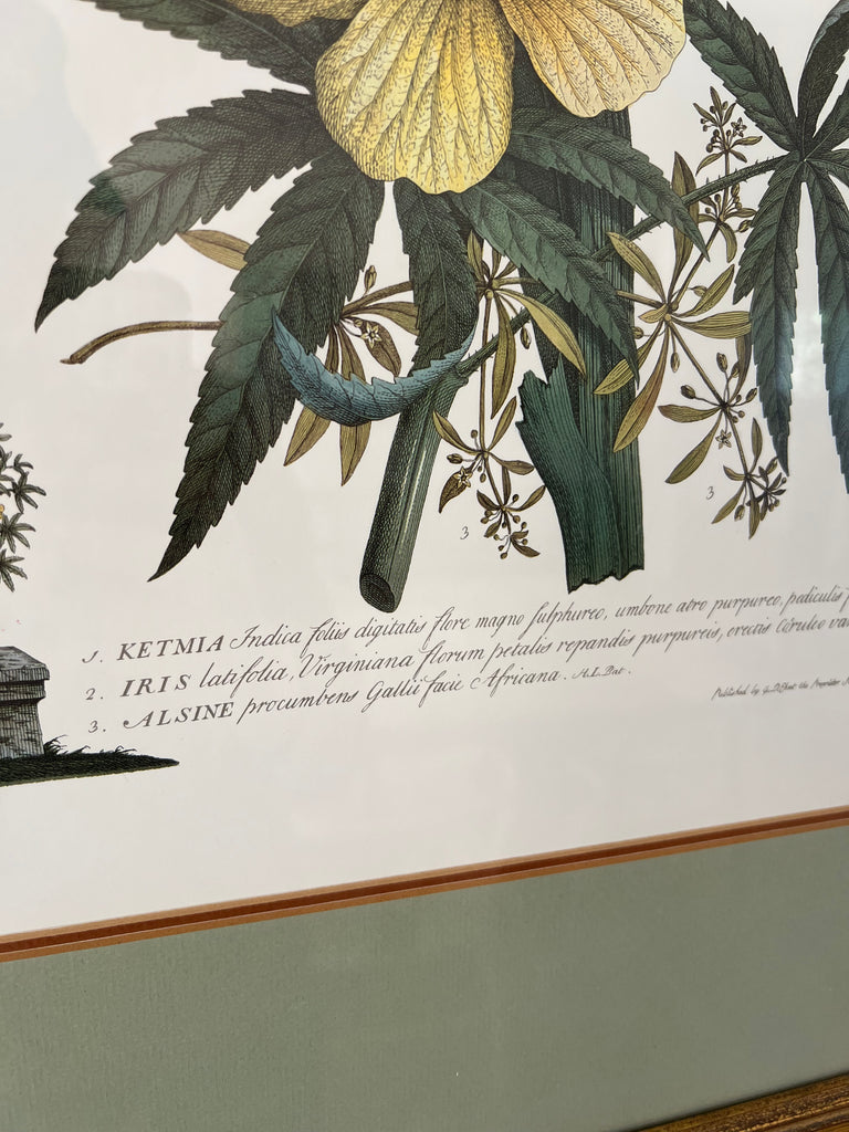 Botanical “Flowers and Butterflies” 18th Century Print Set