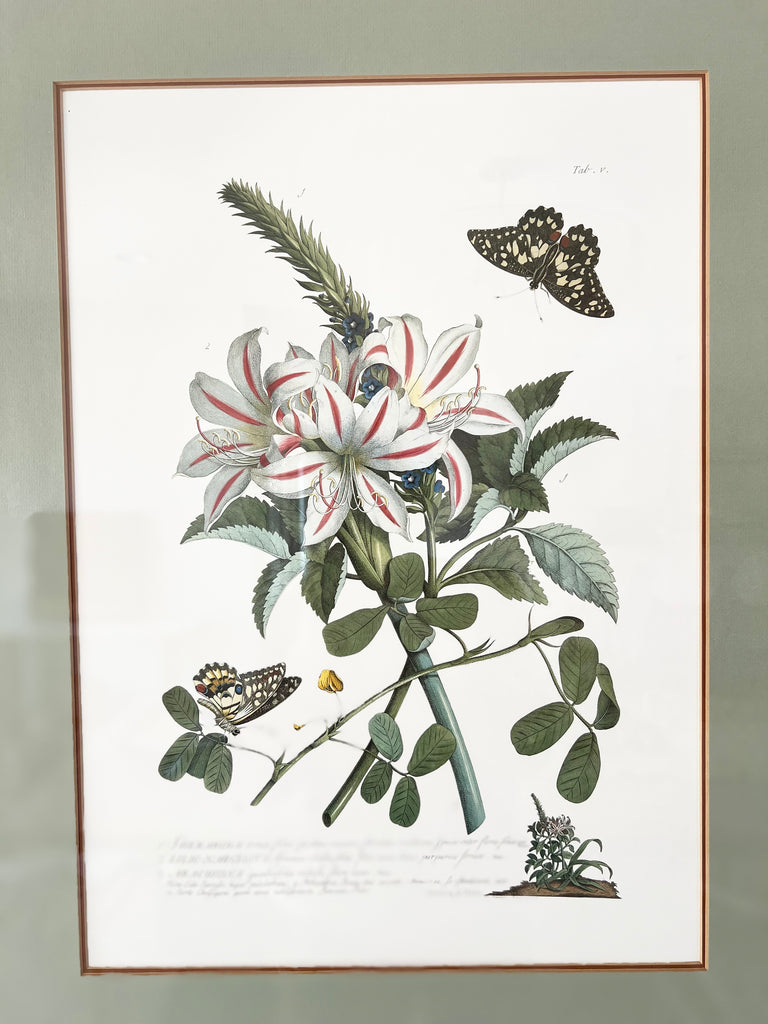 Botanical “Flowers and Butterflies” 18th Century Print Set
