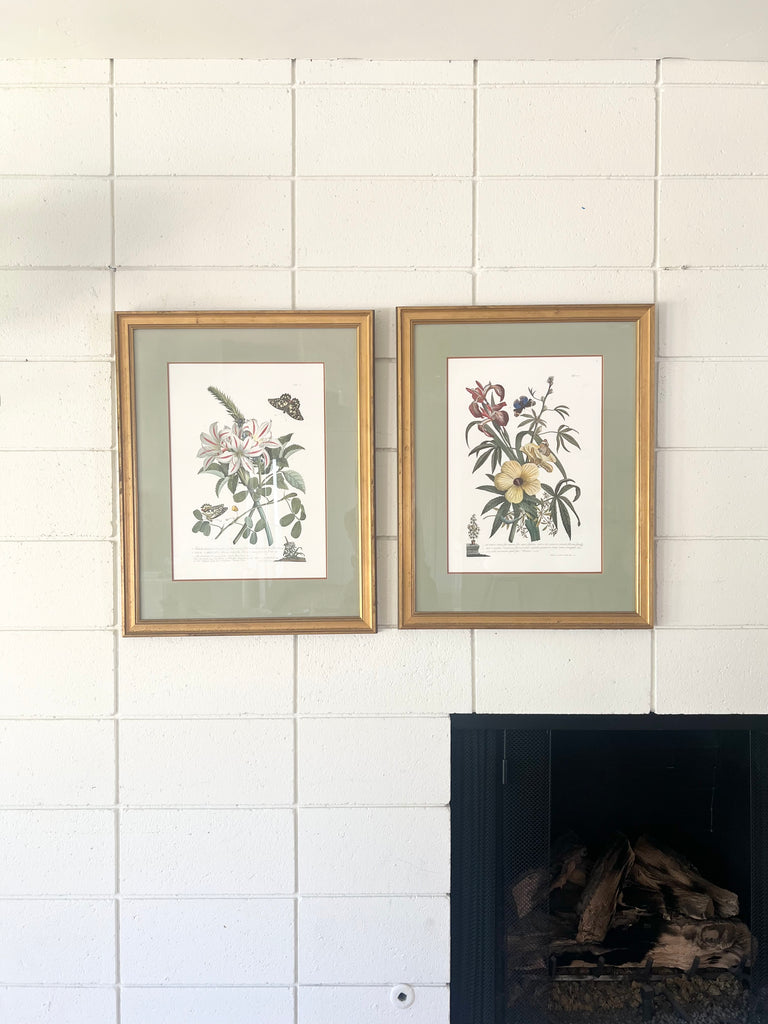 Botanical “Flowers and Butterflies” 18th Century Print Set