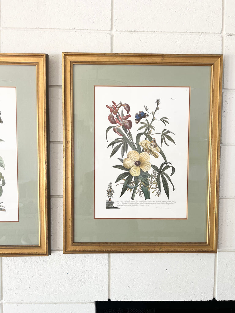 Botanical “Flowers and Butterflies” 18th Century Print Set