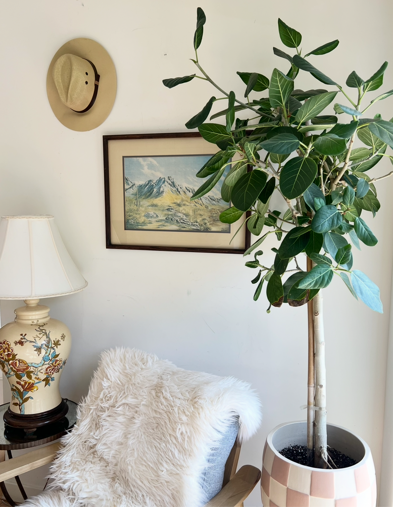 Framed California Desert Sanctuary Print