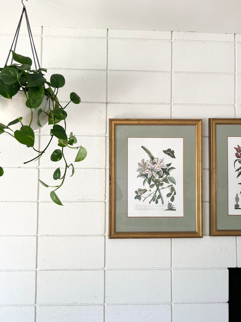 Botanical “Flowers and Butterflies” 18th Century Print Set