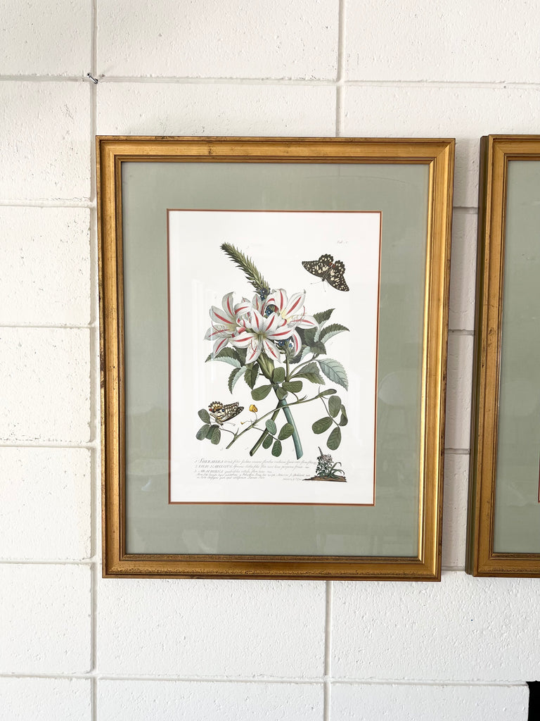 Botanical “Flowers and Butterflies” 18th Century Print Set