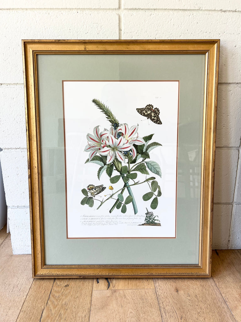 Botanical “Flowers and Butterflies” 18th Century Print Set