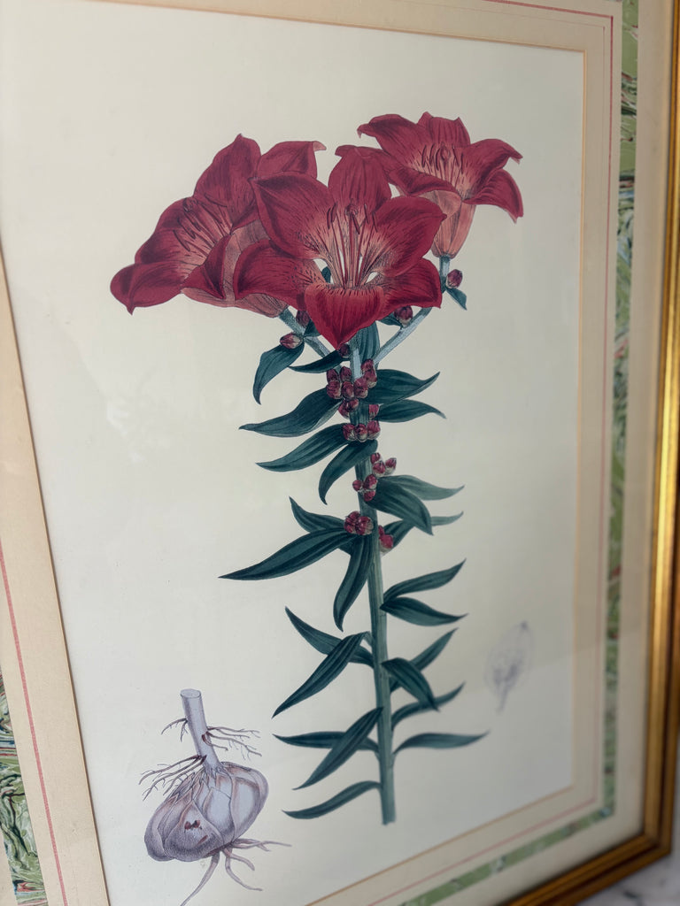 Framed Vintage Botanical Lithograph Print
