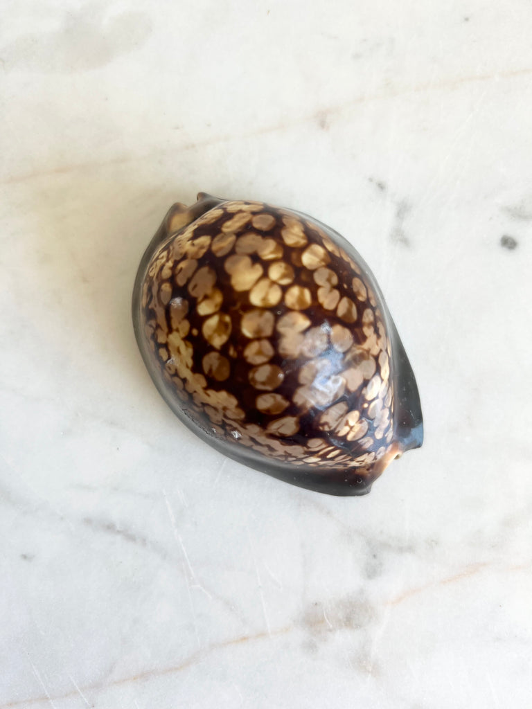 Casted Pearl in Clam Shell Pair