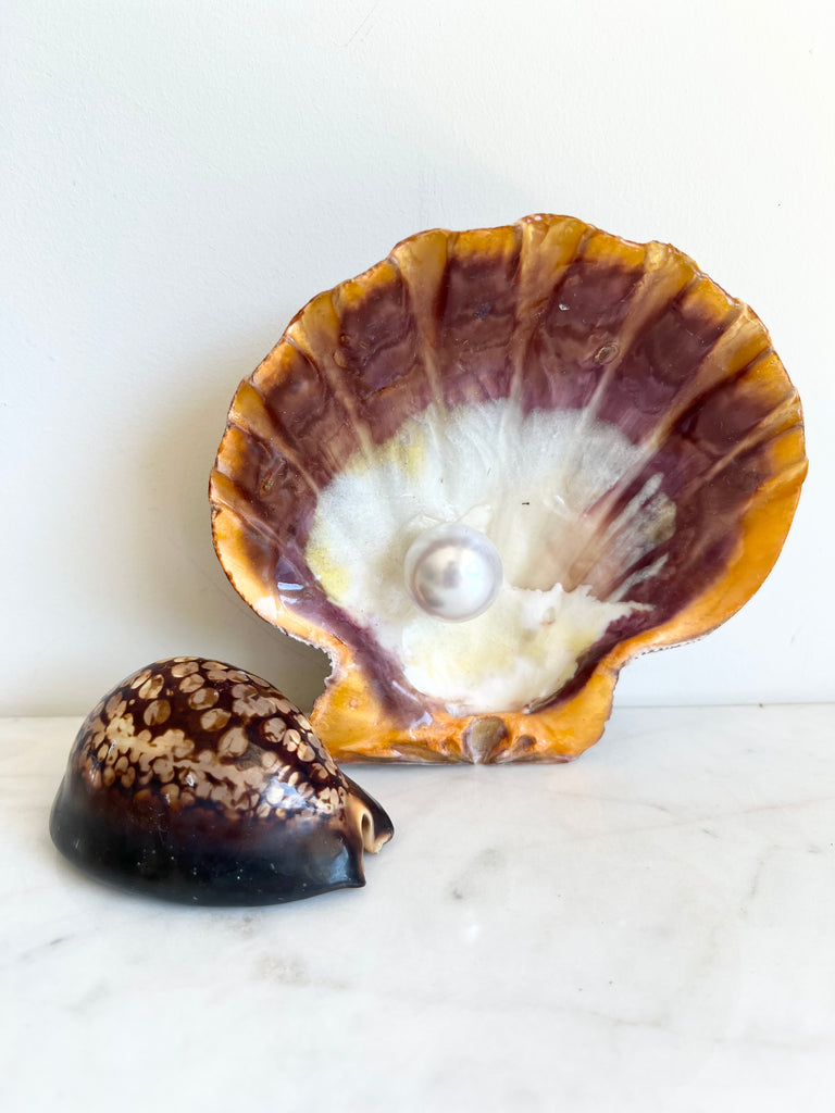 Casted Pearl in Clam Shell Pair