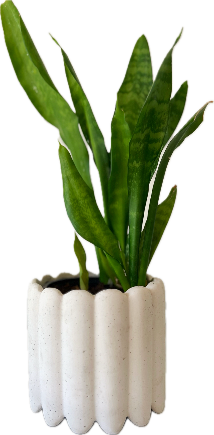 Scalloped Ribbed Speckled Pot
