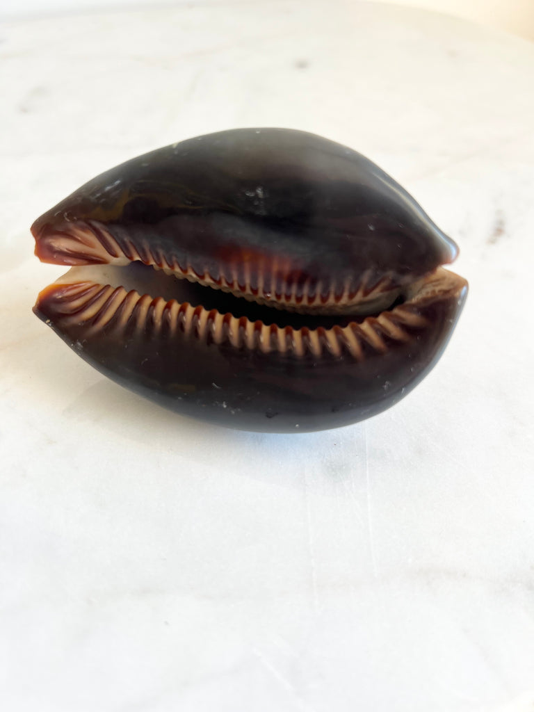 Casted Pearl in Clam Shell Pair