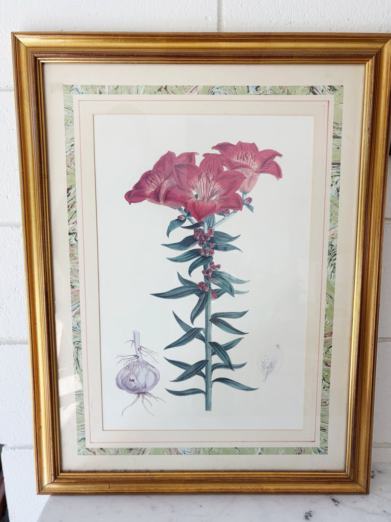 Framed Vintage Botanical Lithograph Print