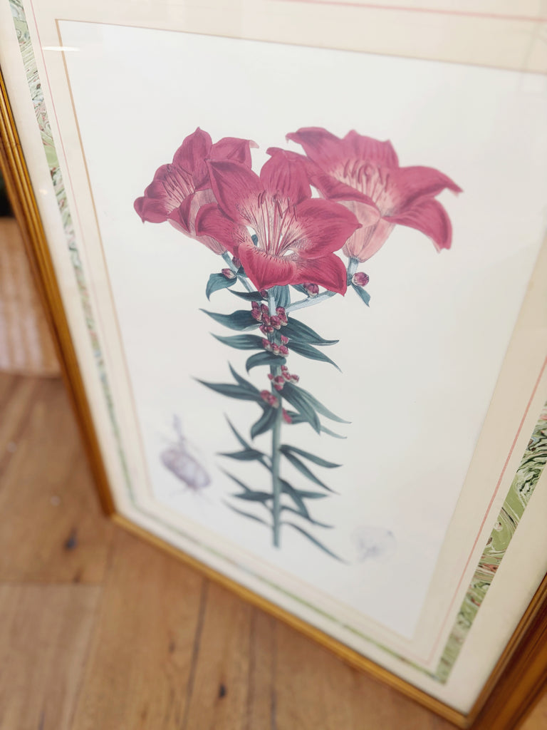 Framed Vintage Botanical Lithograph Print