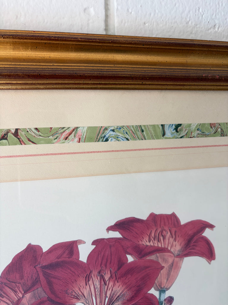 Framed Vintage Botanical Lithograph Print