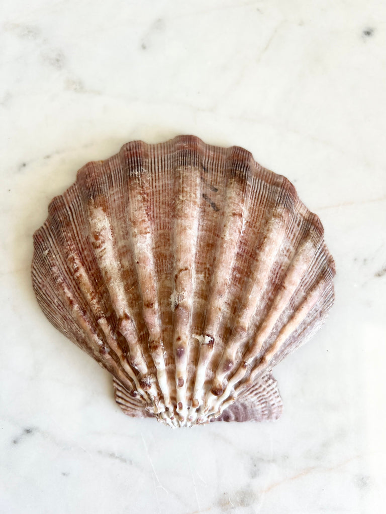 Casted Pearl in Clam Shell Pair