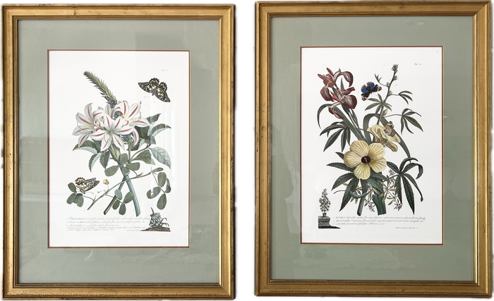 Botanical “Flowers and Butterflies” 18th Century Print Set