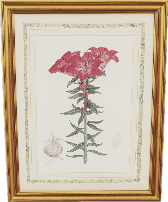 Framed Vintage Botanical Lithograph Print